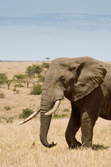 Naklejka na ściany i meble African Elephant walking in the bush of the Maasai Mara, Kenya