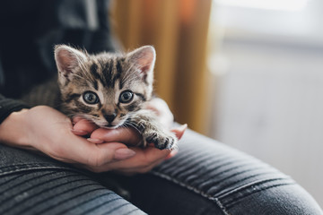 pet, domestic, kitten, cat, pupil, eyes, tiger, roofing, beloved, sweet, tiny, life style, home, fun, tenderness, stroking, sleeping cat, fangs, claws, owner, - obrazy, fototapety, plakaty