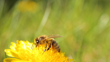 Bee on a dandelion. Spring flowers. Green grass
