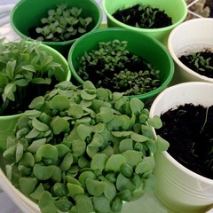 Close-up of basil in the green metal planter. Sprouting Microgreens. Seed Germination at home. Vegan and healthy eating concept. Healthy food concept background.