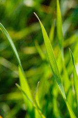 A green field on which grass grows. Agricultural landscape in the summer. Grass close up