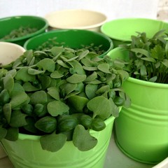 Close-up of basil in the green metal planter. Sprouting Microgreens. Seed Germination at home. Vegan and healthy eating concept. Healthy food concept background.