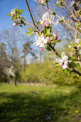 Apple tree blooming orchard. White flower. Spring. 
