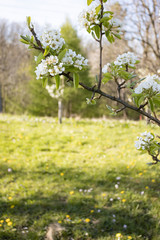 Apple tree blooming orchard. White flower. Spring. 