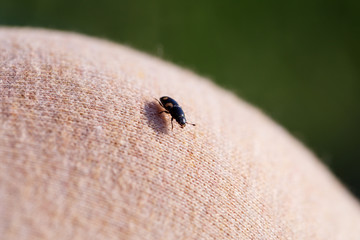 A small black insect sits on a hand close-up. Insect in the palm of your hand. Close-up