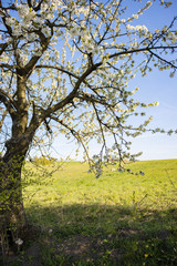Fototapeta premium Cherry tree blooming.. White flower. Spring. 