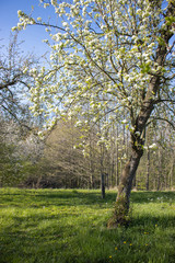 Fototapeta na wymiar Apple tree blooming orchard. White flower. Spring. 