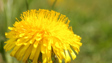 Spring green young grass yellow dandelion spring flower
