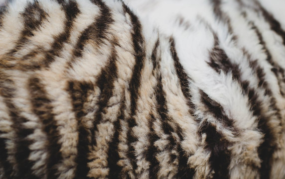 Photo of tiger stripes on the side of a tiger cub. Closeup of tiger fur, texture