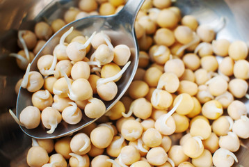 A lot of sprouted peas and a metal spoon close-up, top view