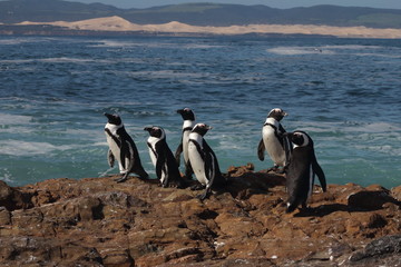 African Penguin gather on the rocky shore 