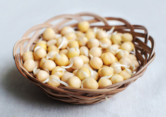 Sprouted yellow peas in a wicker basket, closeup