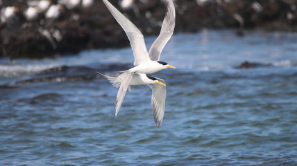 Swift tern pair areal display 