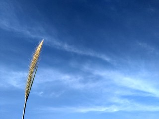 mountain grass and blue sky
