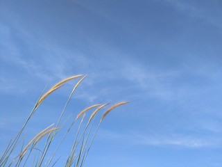 mountain grass and blue sky
