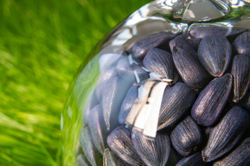 pickled sunflower seeds for sowing in a glass container