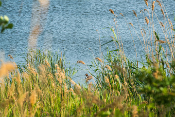 it is a warm summer, the reeds on the lake shore are already beginning to turn yellow, and a duck is swimming in them