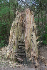 Toter Baum 11