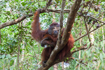 Fototapeta premium Orangutan on the tree lush foliage rainforest jungles East Kalimantan Tanjung Puting national park