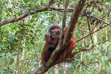 Fototapeta premium Orangutan on the tree lush foliage rainforest jungles East Kalimantan Tanjung Puting national park