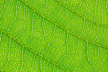 foglia, verde, venatura, nervature, macro