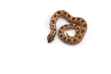 The hognose snake isolated on white background
