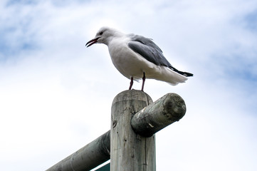 Seagulls in Hout Bay, South Africa
