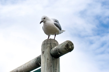 Obraz premium Seagulls in Hout Bay, South Africa
