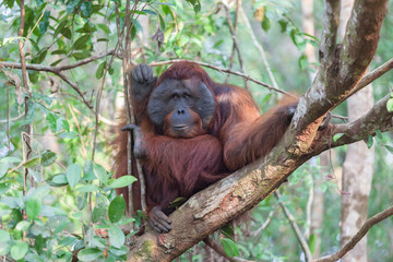 Orangutan on the tree lush foliage rainforest jungles East Kalimantan Tanjung Puting national park