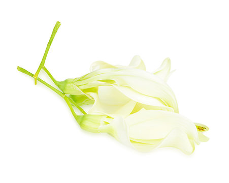 Fresh sesbania grandiflora on white background