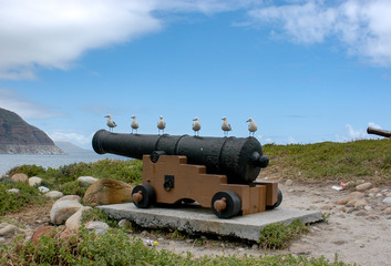 Fototapeta na wymiar Seagulls standing on cannon in a line, Hout Bay, South Africa