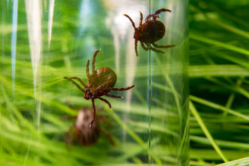 tick in a glass bottle on a background of grass
