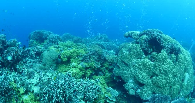 air bubbles coming out of tropical ocean corals underwater and some fish around