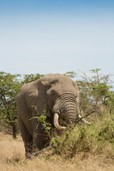 Fototapeta na wymiar African Elephant, Maasai Mara, Kenya