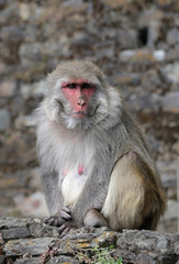 A monkey sits on a tree near the Hanuman Temple in the city of Shimla, India