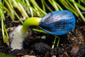 young green sprouts from large sunflower seeds