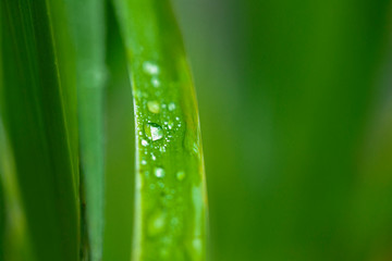 Beautiful green leaf with drops of water.