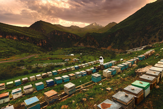 Beekeeper collecting honey from hives in Hakkari countryside