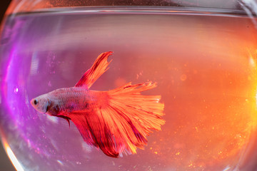 Fighter Fish Water Pot with calorful pink and orange lights.