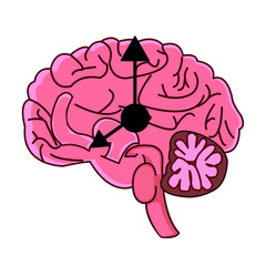 The circadian rhythms are controlled by circadian clocks or biological clock these clocks tell our brain when to sleep, tell our gut when to digest and control our activity in several day.