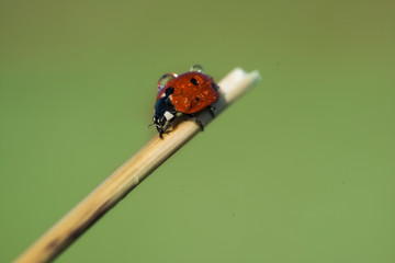 close-up ladybug standing on branch