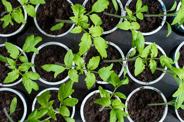 Fresh green tomato seedlings in plastic containers