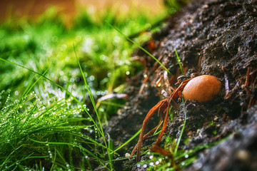 small royal champignon in the forest on a background of grass