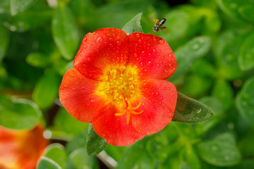 red rose with water drops and small honey bee