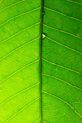green leaf texture