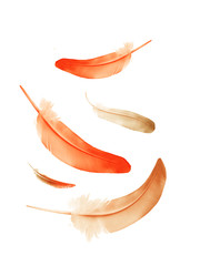 Beautiful color feathers isolated on white background