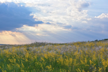 Flower field of bright yellow flowers against a background of sunny sunset rays