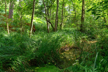 Ru des Vaux  river in the  Chevreuse valley regional nature park