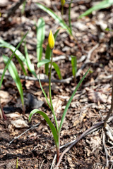 Yellow bud of a lonely spring tulip