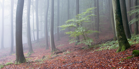 tranquil atmosphere in misty fall forest